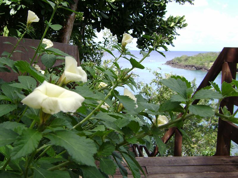 Library - 4929.jpg - Flowers, beach walk